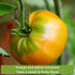 Sow Right Seeds - Yellow and Orange Tomato Seed Collection for Planting - Brandywine, Jubilee, Kelloggs Breakfast