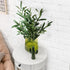 WILLBOND 8 Bundles Faux Olive Branches, 43 Inch Tall Greenery Stems for Vases, Fake Plant for Floral Arrangement