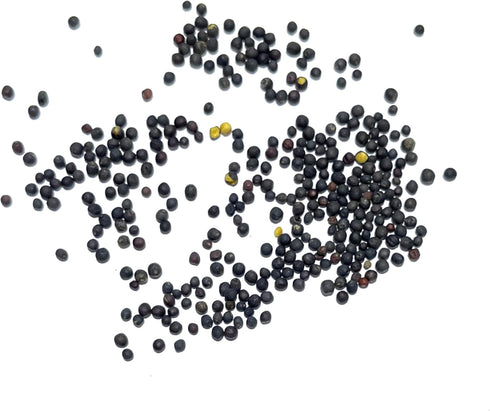 (1 Pack) Seed Needs Kale Seeds for Planting Red Russian Kale Vegetables - Non-GMO Heirloom & Untreated Vegetable Seed