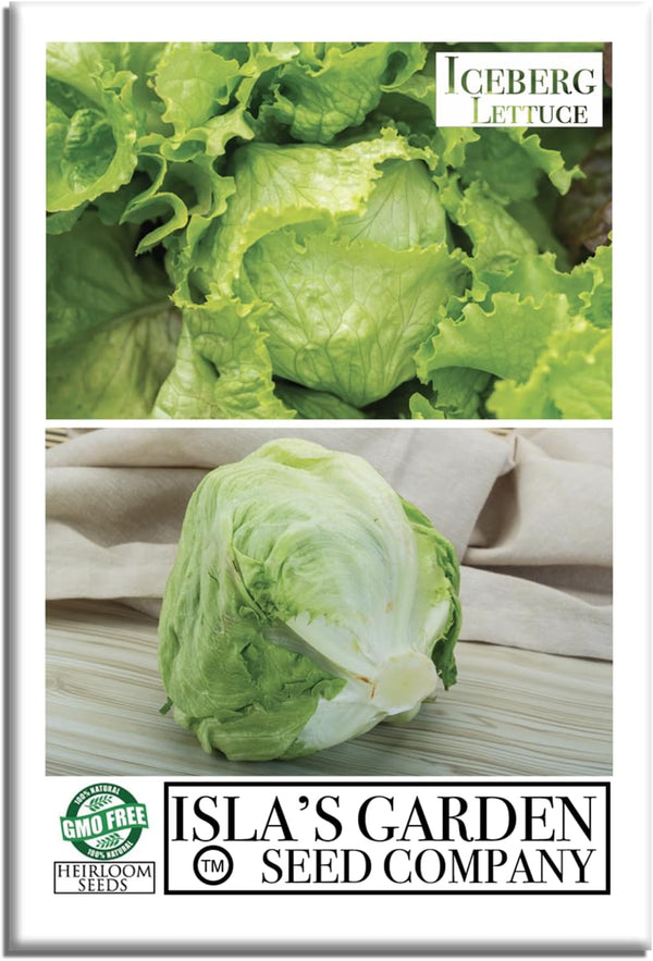 Iceberg Lettuce Seeds (Lactuca Sativa VAR) 2500+ Heirloom Non-GMO Seeds by Islas