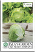 Iceberg Lettuce Seeds (Lactuca Sativa VAR) 2500+ Heirloom Non-GMO Seeds by Islas