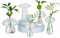 Glasseam Mushroom Propagation Stations for Plants: Iridescent Propagation Vase of 5 Glass