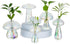 Glasseam Mushroom Propagation Stations for Plants: Iridescent Propagation Vase of 5 Glass