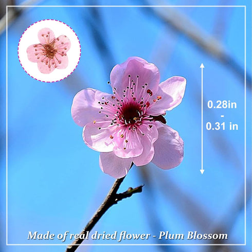 Dried Pressed Flowers for Resin, 60PCS Pink Real Pressed Dried Plum Blossom Flower for Scrapbooking DIY Crafts
