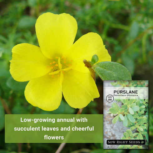 Packet (3) Sow Right Seeds - Purslane Seeds for Planting - Non-GMO Heirloom with Instructions to Grow an Outdoor