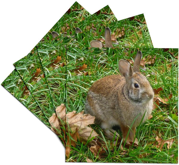 3dRose Bunny Rabbit in Autumn Ceramic Tile Coasters, Set of 4