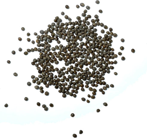 (1 Pack) Seed Needs Shiso Seeds for Planting Green Perilla Herbs - Non-GMO Heirloom & Untreated Annual Herb Seed