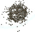 (1 Pack) Seed Needs Shiso Seeds for Planting Green Perilla Herbs - Non-GMO Heirloom & Untreated Annual Herb Seed