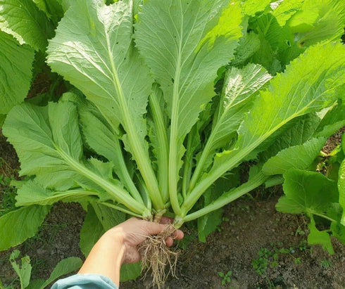 Generic 2000 Organic Mustard Green Seeds - Ci B Xanh - Leaf Mustard,