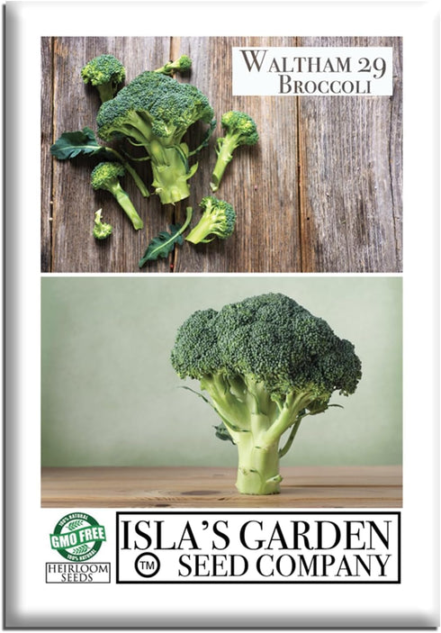 Waltham 29 Broccoli Seeds (Brassica oleracea) 300+ Heirloom Non-GMO Seeds by Islas