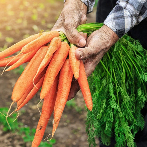 The Old Farmer's Almanac 2600 Heirloom Carrot Seeds (Tendersweet) - Approx Seeds - Non-GMO, Open Pollinated