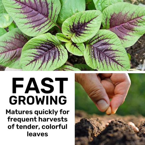 500+ Red Spinach Seeds for Planting - Seeds - Very Healthy Chinese Amaranth Spinach - Fast-Growing, Nutritious