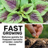 500+ Red Spinach Seeds for Planting - Seeds - Very Healthy Chinese Amaranth Spinach - Fast-Growing, Nutritious