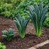 Sunutri Seeds Black Tuscan Lacinato Kale Seeds Dark Blue-Green Leaves with Upright Growth for Home Gardens, Raised Beds