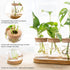 4 Dahey Plant Propagation Terrarium Desktop Glass Planter Station Water Planting Glass Vase with Lid and Wooden Stand