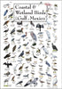 Earth Sky + Water, Coastal & Wetland Birds of the Gulf of Mexico Posters