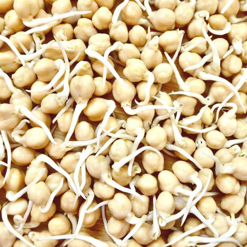 (1/4 Todd's Seeds Sprouting Garbanzo Beans, Non-GMO, Chemical Free, High Germination Pound)