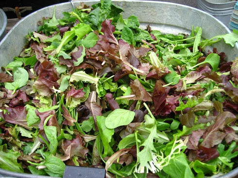 Liliana's Garden 40 Mesclun Mix Salad Green Seeds Fast-Growing Lettuce-free Salad Mix Harvest in Days | Never GMO