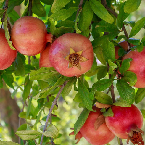 1 Russian Pomegranate in a Gal. Grower's Pot | Cold Hardy Drought Tolerant | Yields Large Delicious Fruit | Real Dwarf