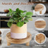 Destop 3PCS (Natural,8,6,5'') Wooden Display Risers for Display,Wood Riser Display Pedestal Stand for Home Dcor