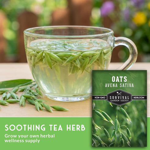 (5 Packs) Oat Seeds for Planting Heirloom Avena Sativa Milky Oats Medicinal Herb & Oatstraw for Tea, Tinctures