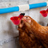 20 Pack Chicken Waterer PVC Tee Fittings - Fully Automatic for Threaded Chicken Waterer Nipples/Cups/Feeders/Poultry