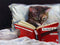 Late Night Thriller - Cat Reading to Kill a Mockingbird by Lucia Heffernan, 10x8 Feline Art Print Poster