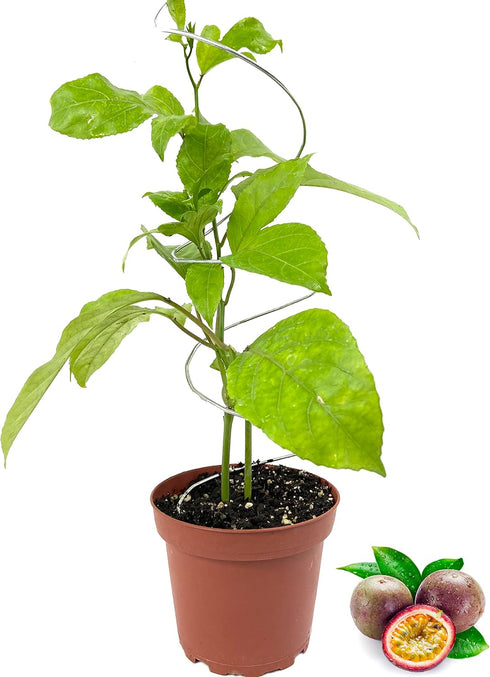 Passion Fruit Plant - Live Plant in a 4 Inch Growers Pot