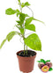 Passion Fruit Plant - Live Plant in a 4 Inch Growers Pot