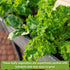 Sow Right Seeds - Power Greens Seed Collection for Planting - Spinach, Arugula, Kale, Mustard Greens and Rainbow Swiss
