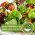 Packet (4) Sow Right Seeds - Great Lakes Iceberg Lettuce Seeds for Planting - Non-GMO Heirloom with Instructions