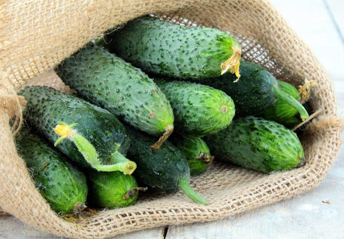 NIKA SEEDS 45 20 Seeds Vegetable Cucumber Titus Heirloom for Pickling Days - Seeds