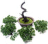 KOET Artificial Bonsai Pine Tree, 11 Inch Faux Potted Plant for Desk Display, Japanese Cedar Bonsai Plant for Home,