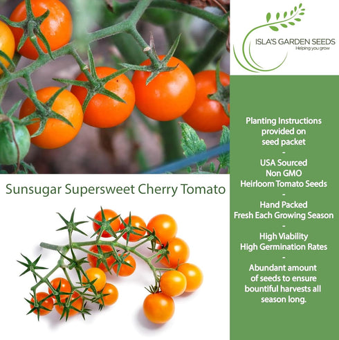 20+ Sunsugar Supersweet Cherry Tomato Seeds (Lycopersicon lycopersicum) Heirloom Non-GMO Seeds by Islas Garden Seeds