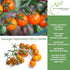 20+ Sunsugar Supersweet Cherry Tomato Seeds (Lycopersicon lycopersicum) Heirloom Non-GMO Seeds by Islas Garden Seeds