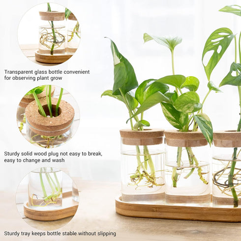 3 Dahey Plant Propagation Terrarium Desktop Glass Planter Station Water Planting Glass Vase with Lid and Wooden Stand