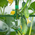 (Green,65"x49.2"x23.6") Extra Large Cucumber Trellis for Raised Bed, U-Shape Garden Trellis for Climbing Plants