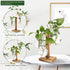4 Bulb Plant Terrarium Propagation Stations with Wooden Stand, Glass Vase for Indoor Hydroponics Home Garden Office