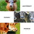 YARNOW Spring Loaded Bull Nose Ring for Cattle, Stainless Steel Tongs and Livestock Supply Tools