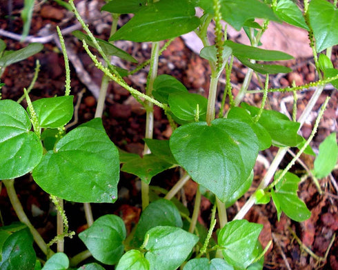 The Lucky Stars 5000 Crab Claw Seeds - Rau Cang Cua - Herb Peperomia Pellucida Pansit Pansitan Shiny Bush | Non GMO |