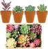 Augshy Artificial Succulents, 16 Pack Fake Plants for Decorative Garden Arrangement