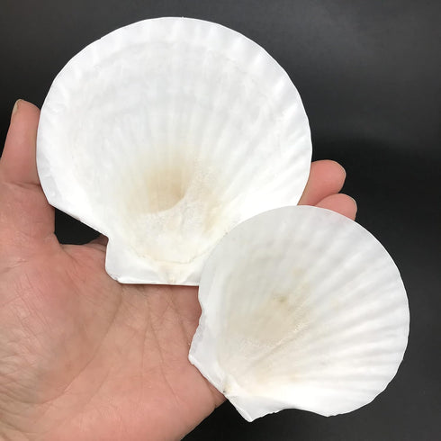 PEPPERLONELY 8 PC Large Great Scallop Sea Shells, Irish Baking Shells, 3 Inch ~ 4 Inch
