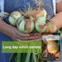 Packet (4) Sow Right Seeds - Yellow Spanish Sweet Onion Seeds for Planting - Non-GMO Heirloom with Instructions