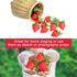 VIDELLY 20 Pieces Artificial Strawberries, Lifelike Red Realistic Plastic Fruit for Kitchen Party Decoration, Photo