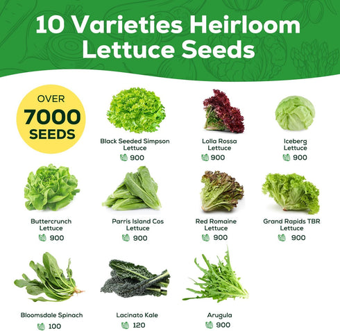10 Heirloom Lettuce Seeds - Varieties, Non-GMO Seeds for Planting - Includes Spinach, Kale, Arugula, Romaine, Iceberg