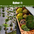 BYHER Handmade Natural Green Moss Decorative Ball, Set of 6 (3.5")