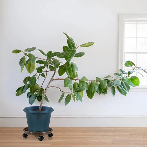 Skelang 13" 125 Lbs, Pack 2 Plant Caddy, Movable Plant Stand Pot Saucer, Plant Pallet Tray Trolley with Casters, Plant