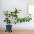 Skelang 13" 125 Lbs, Pack 2 Plant Caddy, Movable Plant Stand Pot Saucer, Plant Pallet Tray Trolley with Casters, Plant
