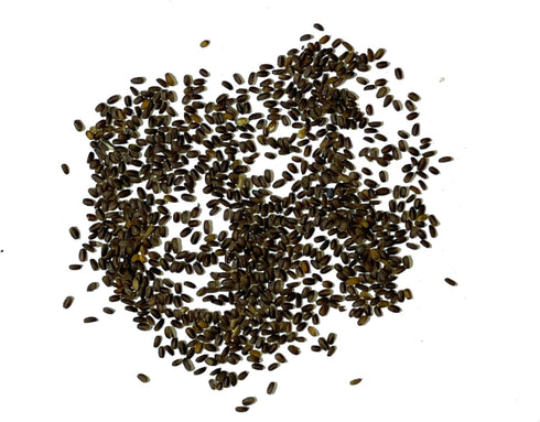 (1 Pack) Seed Needs Anise Hyssop Seeds for Planting Agastache foeniculum - Non-GMO Heirloom & Untreated - Grow a