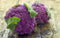 NIKA SEEDS 100 Seeds Vegetable Cauliflower Purple Cabbage - Seeds